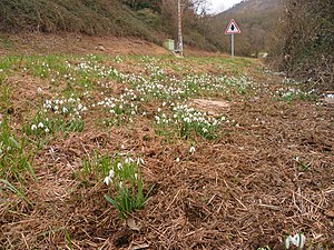 Des perce-neige en fleurs en bord de route à Saint-Girons (Ariège).