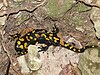 A Near Eastern fire salamander