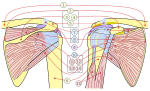 Thumbnail for Rotator cuff