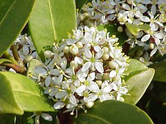 Skimmia