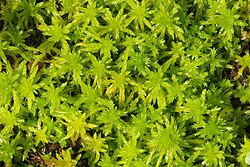 Sphagnum fallax.