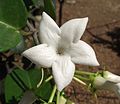 Flower closeup