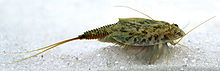 Triops cancriforme