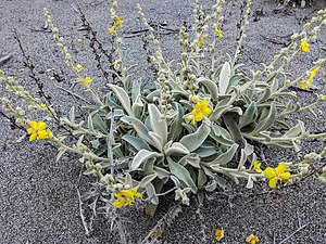 Verbascum syriacum z východoegejských ostrovů