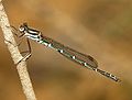 Austrolestes cingulatus