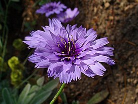 Sinikatana Catananche caerulea.