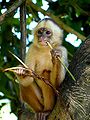 White-fronted capuchin Picture of the day for May 22, 2008