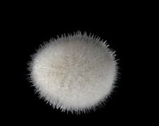 Echinocyamus pusillus)