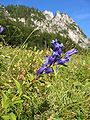 Gentiana asclepiadea