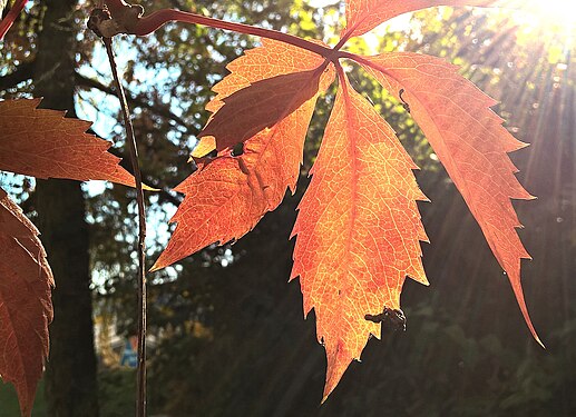 Golden autumn