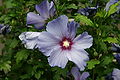 Hibiscus syriacus