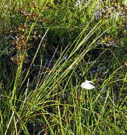 priemvormig blad van veldrus (Juncus acutiflorus)