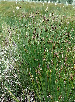 Ruskoruosteheinä (Schoenus ferrugineus)