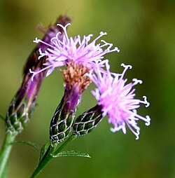 Liuskaläätteen (Serratula tinctoria) kukintoja.