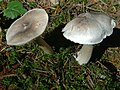 !!Tricholoma virgatum!!