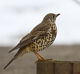 Léprigó (Turdus viscivorus)