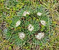 Valeriana rigida, Cajas mama llaqta parkipi