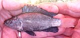 Oreochromis amphimelas