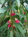 Eucalyptus leuxoxylon 'Rosea'