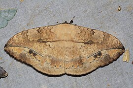 Eupterote asclepiades (Eupterotidae, Eupterotinae)