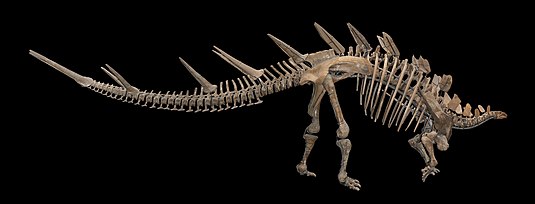 Kentrosaurus aethiopicus