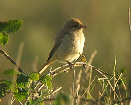 Daurische klauwier