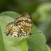 J. s. sophia, white form Ghana