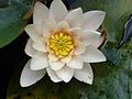 Nymphaea alba (weiße Seerose)