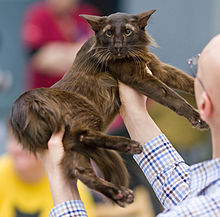 Oriental longhair