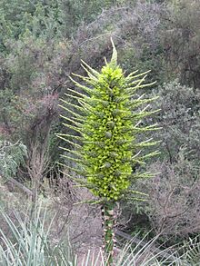 Puya chilensis