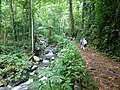 Image 7Hiking in the equatorial forest on the island of São Tomé