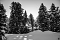 Snow B W (25689355).jpeg2.048 × 1.365; 825 KB