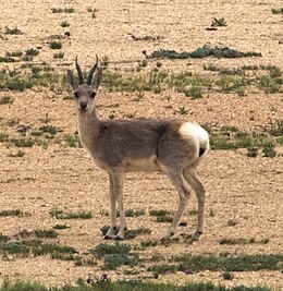 Tibeti gazella (Procapra picticaudata)