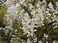 Wisteria sinensis 'Alba'