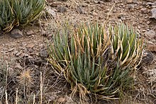 Habit of "Agave schottii"