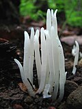 Thumbnail for Clavaria fragilis