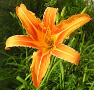 Hemerocallis fulva