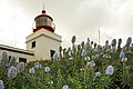 Echium nervosum na Madeiře