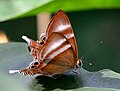 Abisara savitri (Nemeobiinae), Singapur