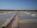 Salt marshes