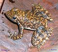 Image 21Black torrent frog Micrixalus saxicola Ranidae India (from Torrent frog)