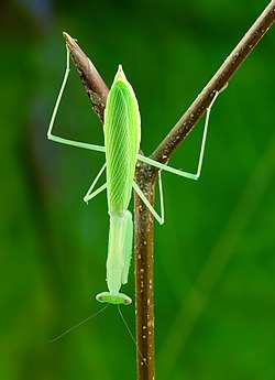 Miomantis paykullii