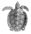 Flatback sea turtle (Natator depressus)