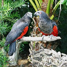 Psittrichas fulgidus -Miami Zoo, USA-8-2c.jpg