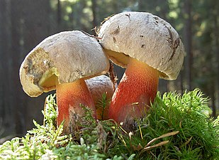 Boletaceae Boletus calopus