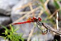 Sympetrum fonscolombii