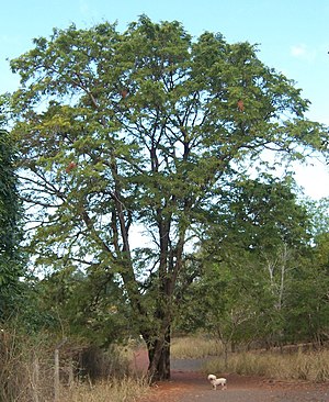 Tamarindarbo