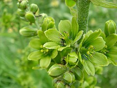 Hellébore blanc ou faux hellébore (Veratrum album).