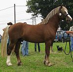 Welsh Cob