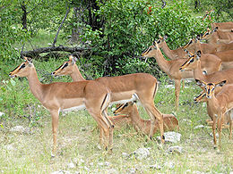 Impala (Aepyceros melampus)